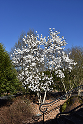 Royal Star Magnolia (Magnolia stellata 'Royal Star') at Schulte's Greenhouse & Nursery