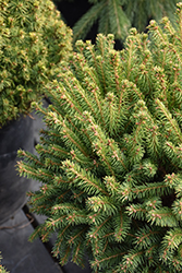 Fat Cat Norway Spruce (Picea abies 'Fat Cat') at Schulte's Greenhouse & Nursery