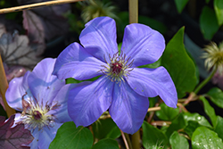 Ramona Clematis (Clematis 'Ramona') at Schulte's Greenhouse & Nursery