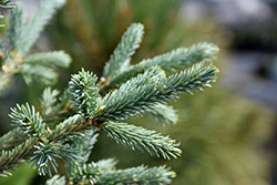 Arctos Siberian Spruce (Picea obovata 'Arctos') at Schulte's Greenhouse & Nursery