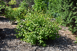 HomeFree Nannyberry Viburnum (Viburnum lentago 'HomeFree') at Schulte's Greenhouse & Nursery
