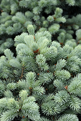 Zafiro Colorado Spruce (Picea pungens 'Zafiro') at Schulte's Greenhouse & Nursery