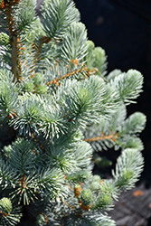 All Spruced Up Blue Spruce (Picea pungens 'All Spruced Up') at Schulte's Greenhouse & Nursery