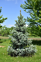 All Spruced Up Blue Spruce (Picea pungens 'All Spruced Up') at Schulte's Greenhouse & Nursery