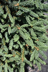 Blue Tear Drop Black Spruce (Picea mariana 'Blue Tear Drop') at Schulte's Greenhouse & Nursery