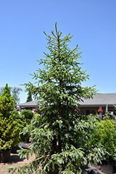 Arctos Siberian Spruce (Picea obovata 'Arctos') at Schulte's Greenhouse & Nursery