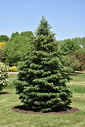 Black Hills Spruce (Picea glauca var. densata) at Schulte's Greenhouse & Nursery