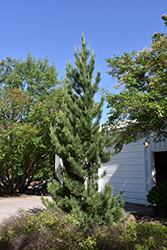 Prairie Statesman Swiss Stone Pine (Pinus cembra 'Herman') at Schulte's Greenhouse & Nursery