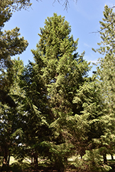 Royal Splendor Norway Spruce (Picea abies 'Noel') at Schulte's Greenhouse & Nursery