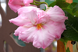 Tango Twirl Mandevilla (Mandevilla 'Monrey') at Schulte's Greenhouse & Nursery