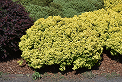 Golden Nugget Japanese Barberry (Berberis thunbergii 'Golden Nugget') at Schulte's Greenhouse & Nursery