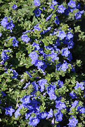 Blue My Mind Morning Glory (Evolvulus 'USEVO1201') at Schulte's Greenhouse & Nursery