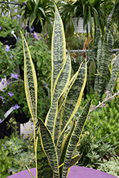 Striped Snake Plant (Sansevieria trifasciata 'Laurentii') at Schulte's Greenhouse & Nursery