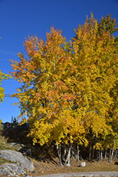 Trembling Aspen (Clump) (Populus tremuloides '(clump)') at Schulte's Greenhouse & Nursery