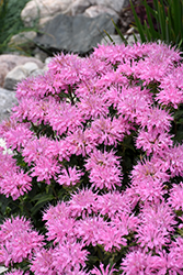 Grand Mum Beebalm (Monarda didyma 'ACmum') at Schulte's Greenhouse & Nursery