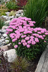 Grand Mum Beebalm (Monarda didyma 'ACmum') at Schulte's Greenhouse & Nursery