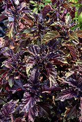 Purple Ruffles Basil (Ocimum basilicum 'Purple Ruffles') at Schulte's Greenhouse & Nursery