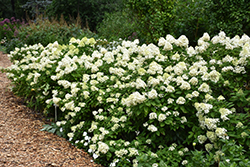 Limelight Prime Hydrangea (Hydrangea paniculata 'SMNHPPH') at Schulte's Greenhouse & Nursery