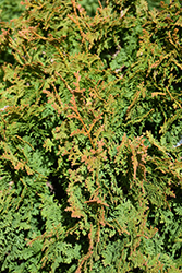 Zmatlik Arborvitae (Thuja occidentalis 'Zmatlik') at Schulte's Greenhouse & Nursery