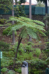 Australian Tree Fern (Cyathea cooperi) at Schulte's Greenhouse & Nursery