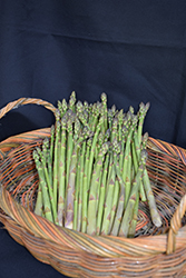Jersey Knight Asparagus (Asparagus 'Jersey Knight') at Schulte's Greenhouse & Nursery