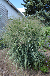 Northwind Switch Grass (Panicum virgatum 'Northwind') at Schulte's Greenhouse & Nursery