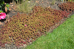 Fulda Glow Stonecrop (Sedum spurium 'Fuldaglut') at Schulte's Greenhouse & Nursery