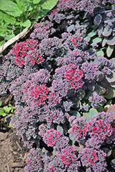 Rock 'N Grow Superstar Stonecrop (Sedum 'Superstar') at Schulte's Greenhouse & Nursery