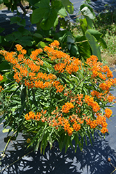 Butterfly Weed (Asclepias tuberosa) at Schulte's Greenhouse & Nursery