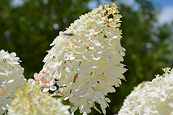 Vanilla Strawberry Hydrangea (Hydrangea paniculata 'Renhy') at Schulte's Greenhouse & Nursery