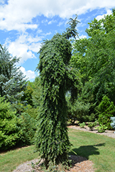 Bruns Weeping Spruce (Picea omorika 'Pendula Bruns') at Schulte's Greenhouse & Nursery