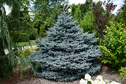 Montgomery Blue Spruce (Picea pungens 'Montgomery') at Schulte's Greenhouse & Nursery