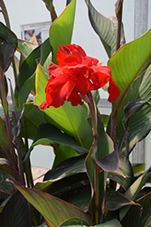 Black Knight Canna (Canna 'Black Knight') at Schulte's Greenhouse & Nursery