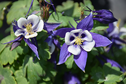 Origami Blue and White Columbine (Aquilegia 'Origami Blue and White') at Schulte's Greenhouse & Nursery