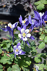 Origami Blue and White Columbine (Aquilegia 'Origami Blue and White') at Schulte's Greenhouse & Nursery