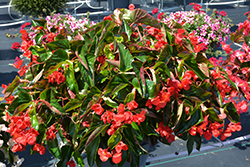 Dragon Wing Red Begonia (Begonia 'Dragon Wing Red') at Schulte's Greenhouse & Nursery