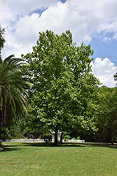 Sycamore (Platanus occidentalis) at Schulte's Greenhouse & Nursery