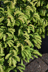 Everlow Yew (Taxus x media 'Everlow') at Schulte's Greenhouse & Nursery
