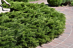 Calgary Carpet Juniper (Juniperus sabina 'Calgary Carpet') at Schulte's Greenhouse & Nursery