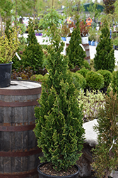 Zmatlik Arborvitae (Thuja occidentalis 'Zmatlik') at Schulte's Greenhouse & Nursery