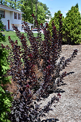 Winecraft Black Smokebush (Cotinus coggygria 'NCCO1') at Schulte's Greenhouse & Nursery