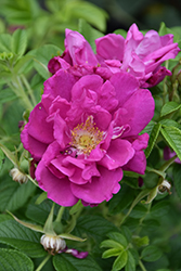 Purple Pavement Rose (Rosa 'Purple Pavement') at Schulte's Greenhouse & Nursery