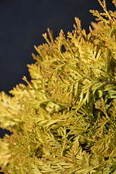 Lemon Burst Arborvitae (Thuja occidentalis 'RUTTHU3') at Schulte's Greenhouse & Nursery