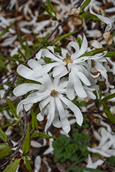 Centennial Blush Magnolia (Magnolia stellata 'Centennial Blush') at Schulte's Greenhouse & Nursery