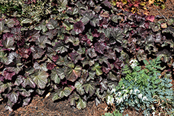 Northern Exposure Silver Coral Bells (Heuchera 'TNHEUNES') at Schulte's Greenhouse & Nursery