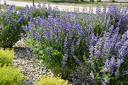 Blue Wild Indigo (Baptisia australis) at Schulte's Greenhouse & Nursery