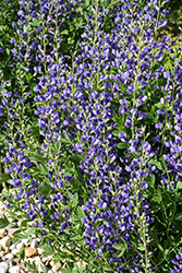 Blue Wild Indigo (Baptisia australis) at Schulte's Greenhouse & Nursery
