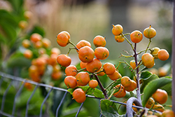 Autumn Revolution American Bittersweet (Celastrus scandens 'Bailumn') at Schulte's Greenhouse & Nursery