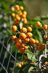 Autumn Revolution American Bittersweet (Celastrus scandens 'Bailumn') at Schulte's Greenhouse & Nursery