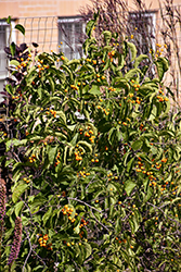 Autumn Revolution American Bittersweet (Celastrus scandens 'Bailumn') at Schulte's Greenhouse & Nursery